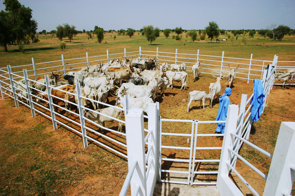 AVSF recrute un Stagiaire : étude sur la décentralisation d’une politique « One Health », au Sénégal
