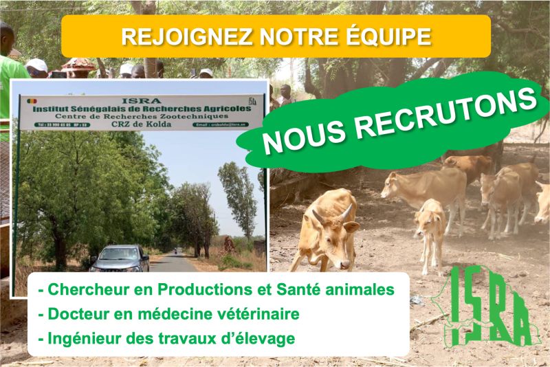 L’institut sénégalais de recherches agricoles (ISRA) recrute trois profils pour le Centre de Recherches Zootechniques (CRZ) de Kolda